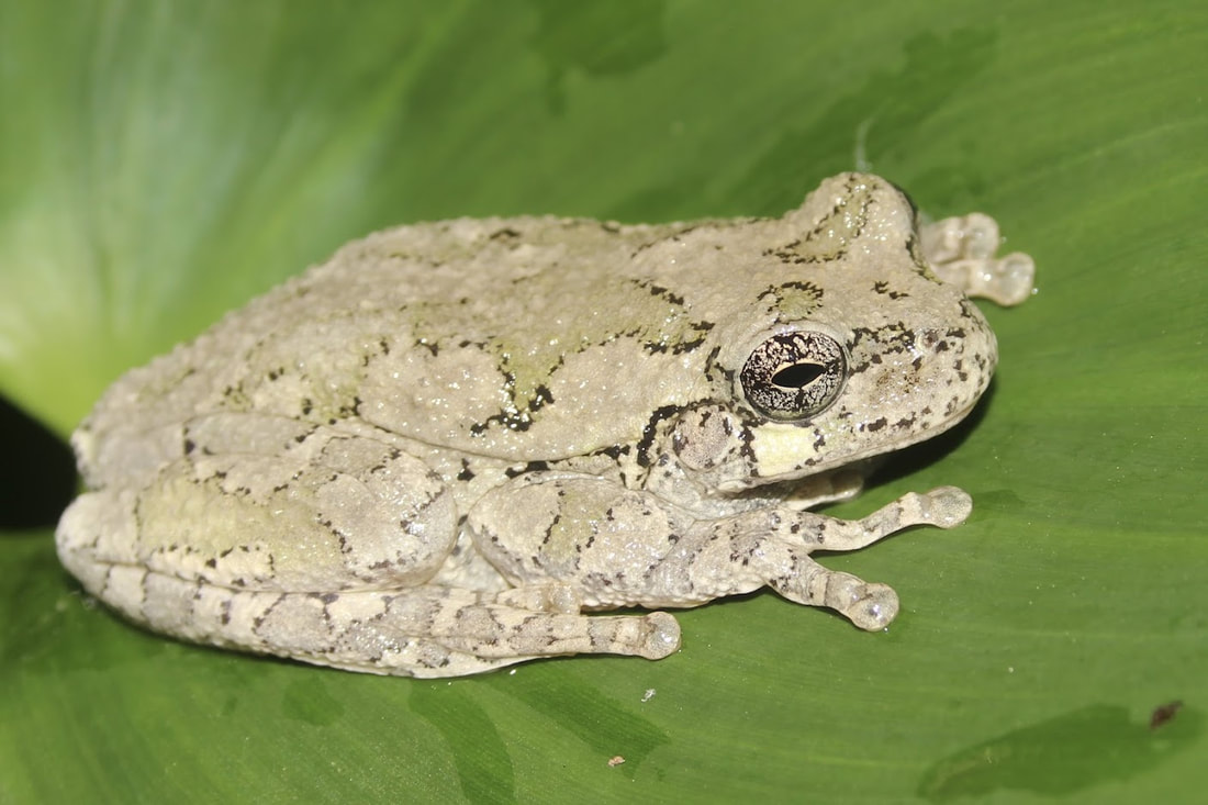 Frog Forum - Gray Tree Frog Care and Breeding