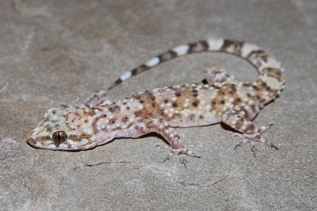 full grown mediterranean gecko