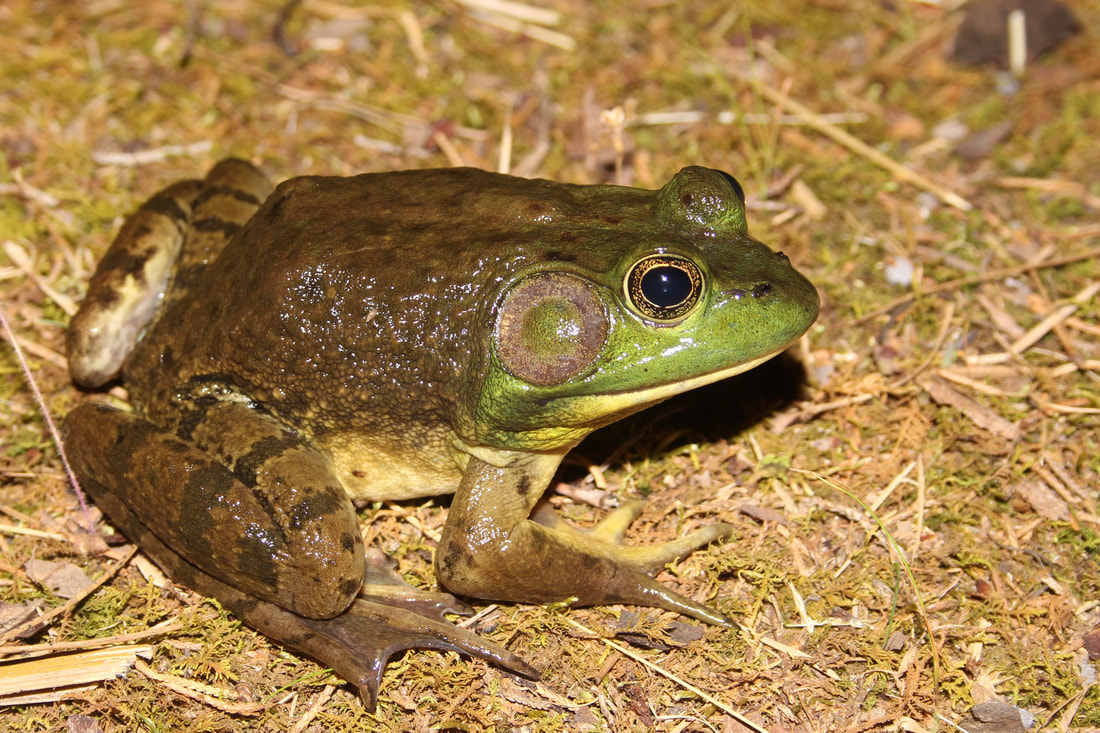 American Bullfrog (Lithobates catesbeianus) - HERPING VIRGINIA