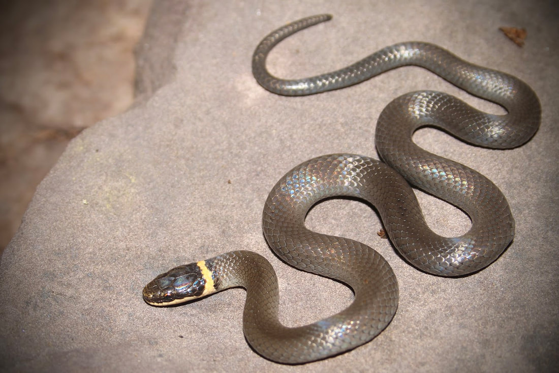 Ring-Necked Snake - Facts, Diet, Habitat & Pictures on Animalia.bio